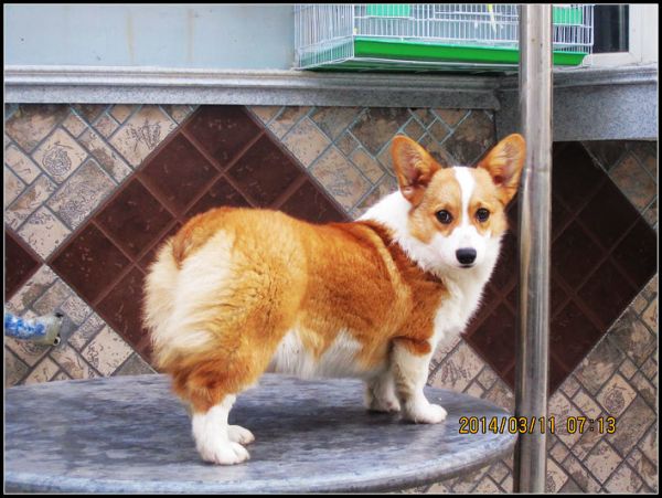 狗妈