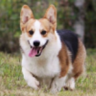 狗爸
