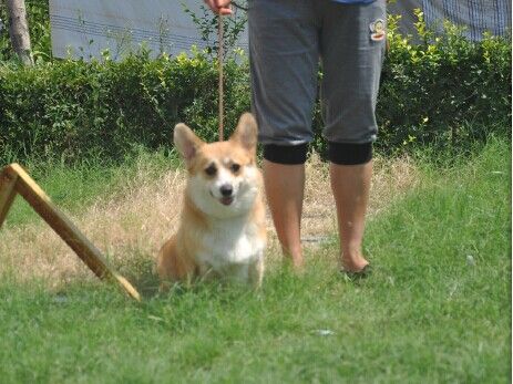 狗妈