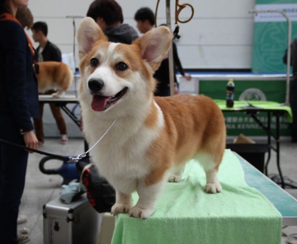 爸爸