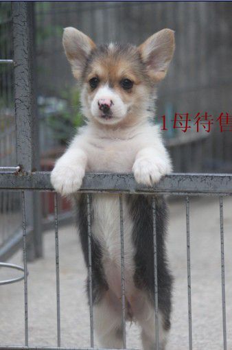 1母】【.jpg