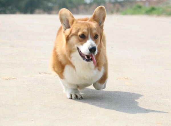 粑粑 