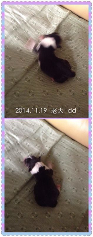 老大.JPG