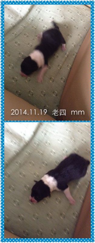 老四.JPG