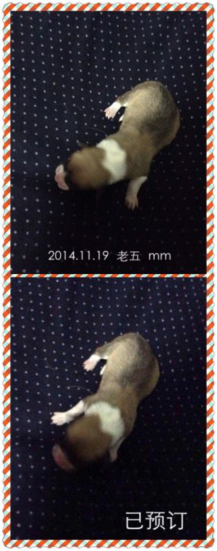 老五.JPG