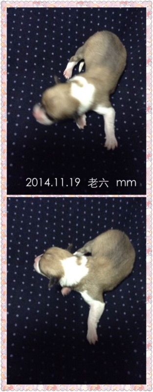 老六.JPG