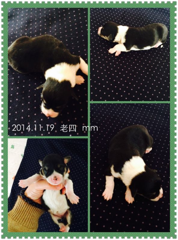 2014.11.19 老四 MM.jpg