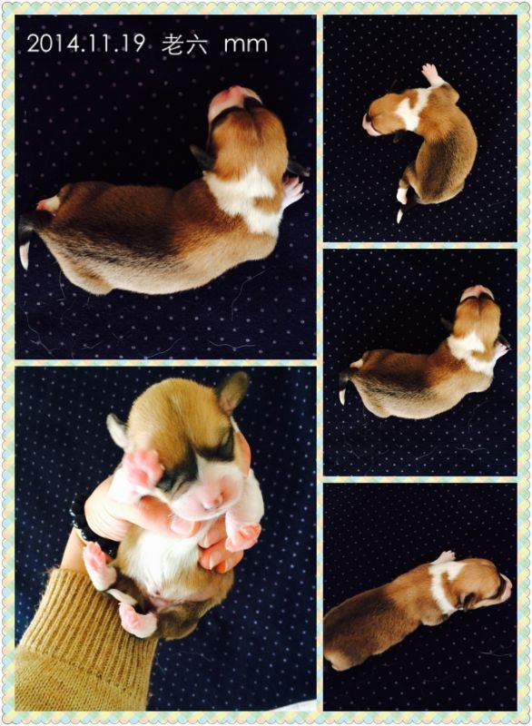 2014.11.19 老六 MM.jpg