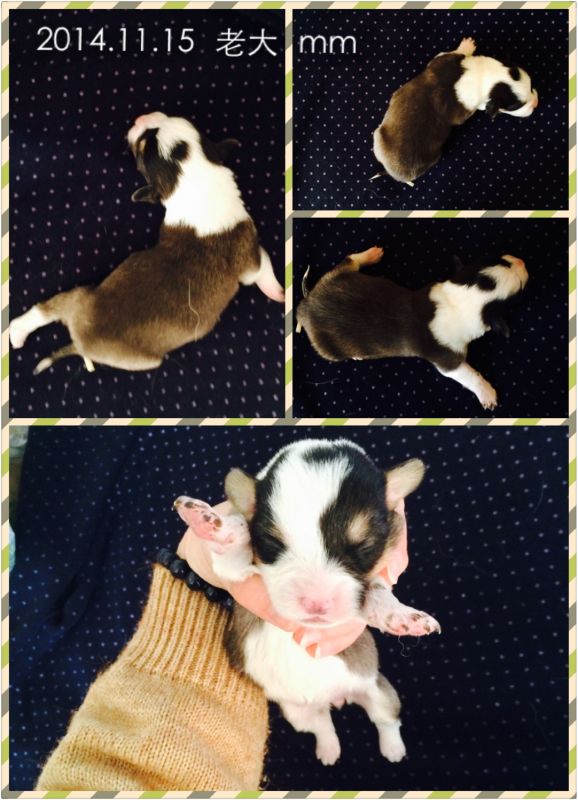 2014.11.15 老大 mm.jpg