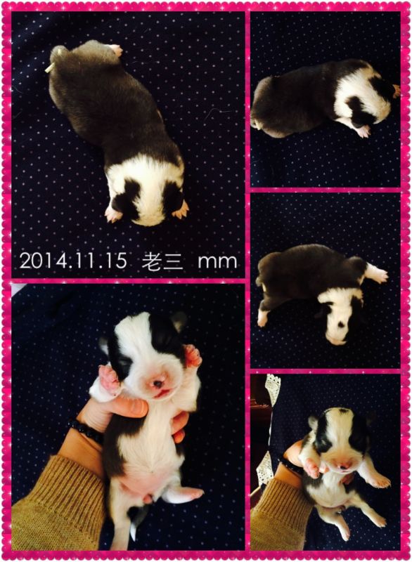 2014.11.15 老三 mm.jpg