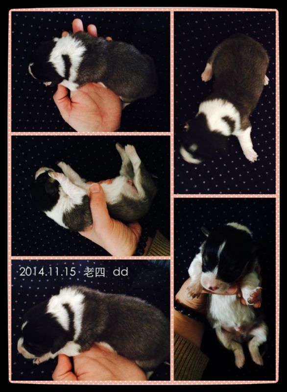 2014.11.15 老四 dd.jpg