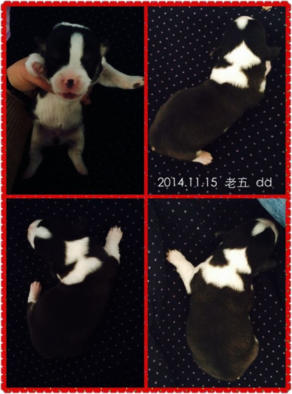 2014.11.15 老五 dd.jpg