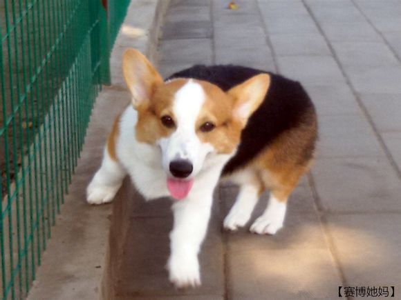 美润犬舍.jpg