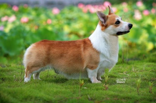 秋香爸爸.jpg