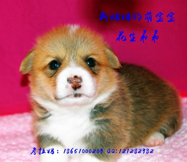花生弟弟4.jpg