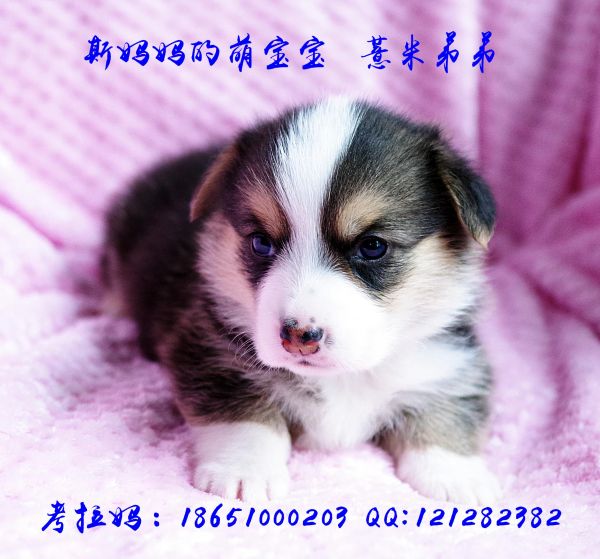 薏米弟弟 (3).jpg