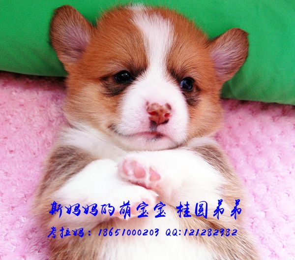 桂圆弟弟6.jpg