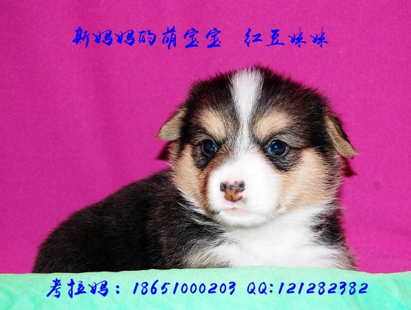 红豆妹妹4.jpg