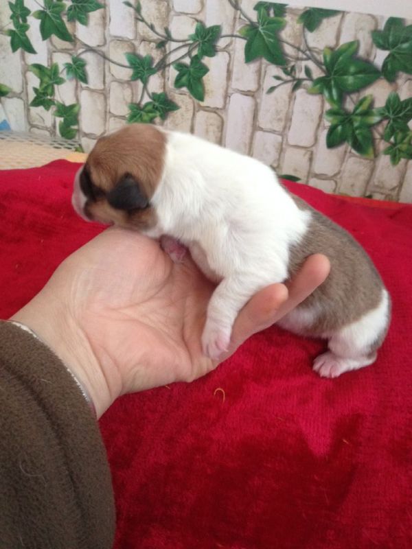 A3A15F316CF177BECEE7FB7A5F5A33B1.png