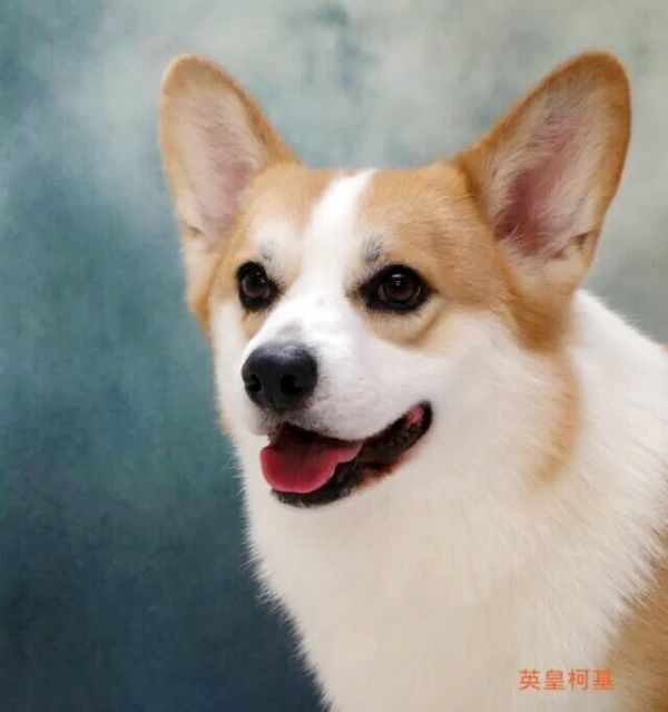 image.jpg
