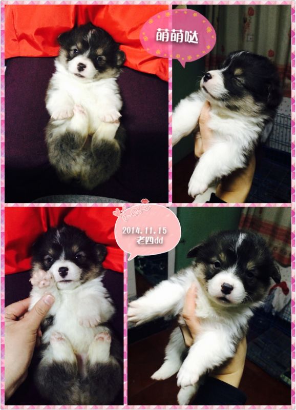 2014.11.15 老四-1.jpg