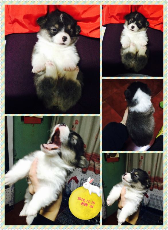 2014.11.15 老四dd-2.jpg