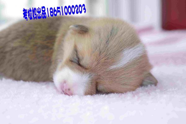 IMGP1652_conew1.jpg