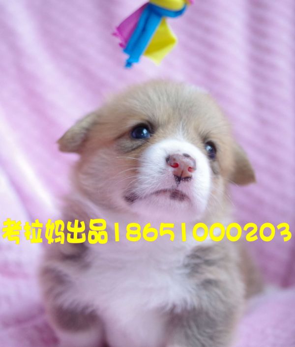 花生弟弟 (6)_conew1.jpg