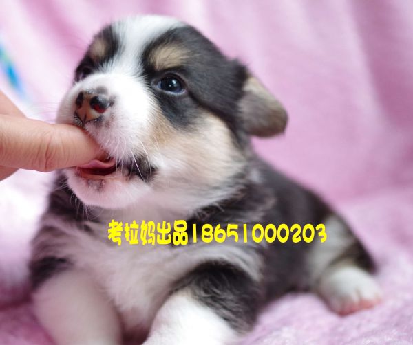 红枣弟弟 (7)_conew1.jpg