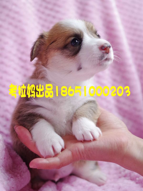 莲心弟弟 (7)_conew1.jpg