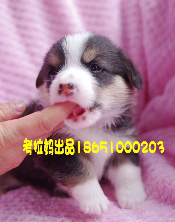 黑米妹妹 (11)_conew1.jpg