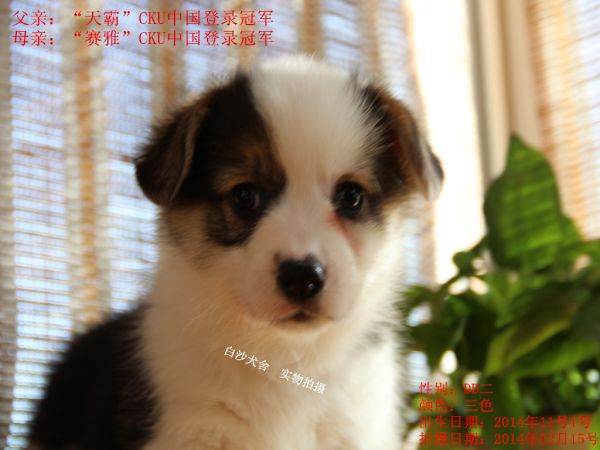 柯基45天新照老二.jpg