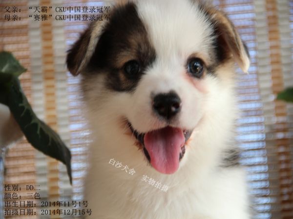 柯基45天新照老二1.jpg