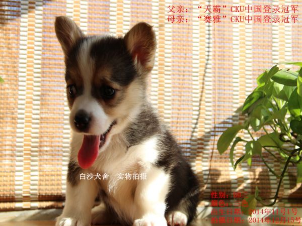 柯基45天新照老三.jpg