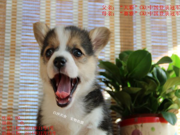 柯基45天新照老三1.jpg