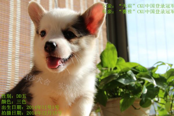 柯基45天新照老五.jpg