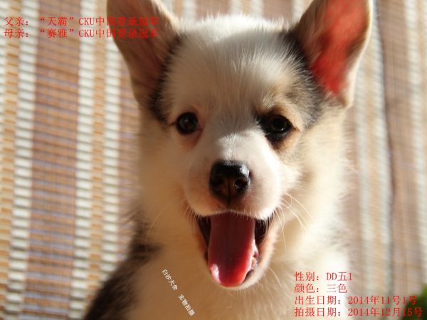 柯基45天新照老五1.jpg