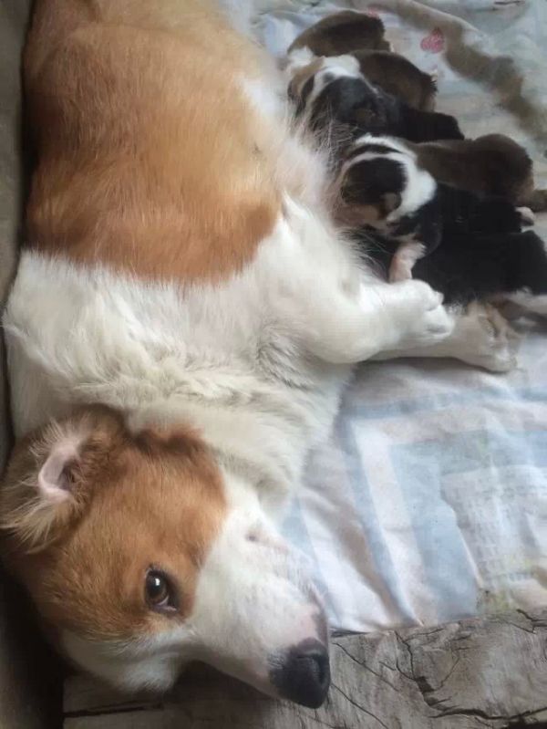 双色狗妈妈
