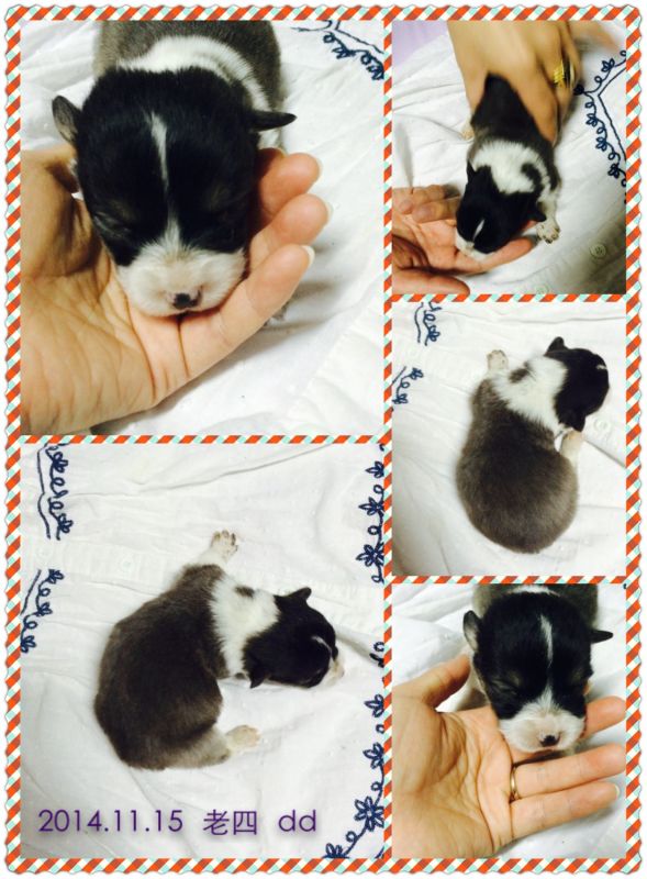 2014.11.15 老四.jpg