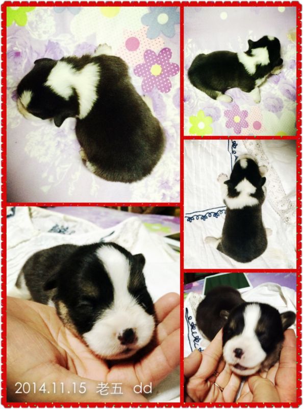 2014.11.15 l老五.jpg