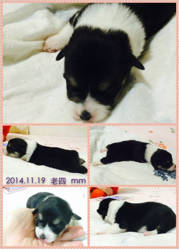 2014.11.19 老四.jpg