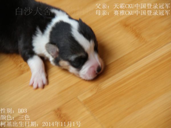 14-11-1柯基3DD.jpg