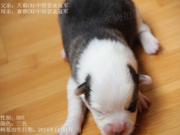 14-11-1柯基5DD.jpg