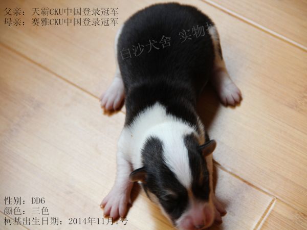 14-11-1柯基6DD.jpg