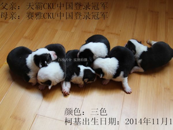 柯基14-11-1总照片.jpg