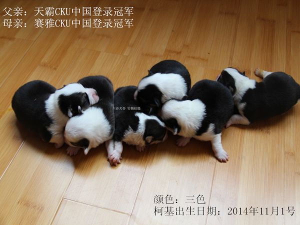 柯基14-11-1总照片1.jpg