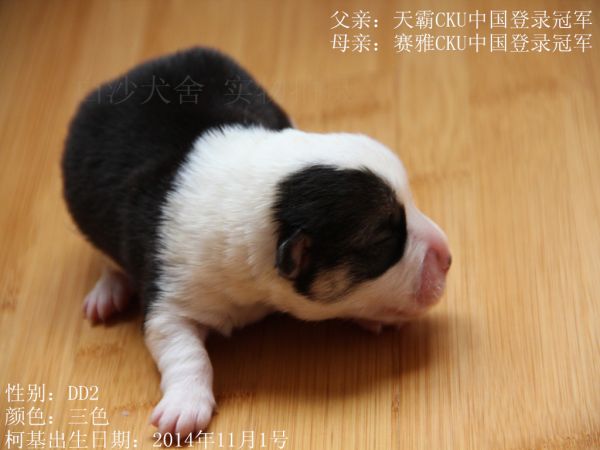 14-11-1柯基2DD1.jpg