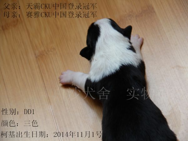 14-11-1柯基1DD.jpg