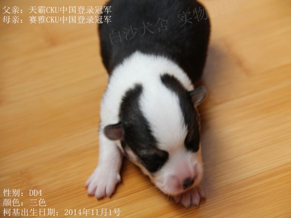 14-11-1柯基4DD.jpg