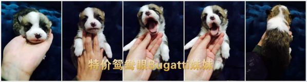 bugatti.jpg